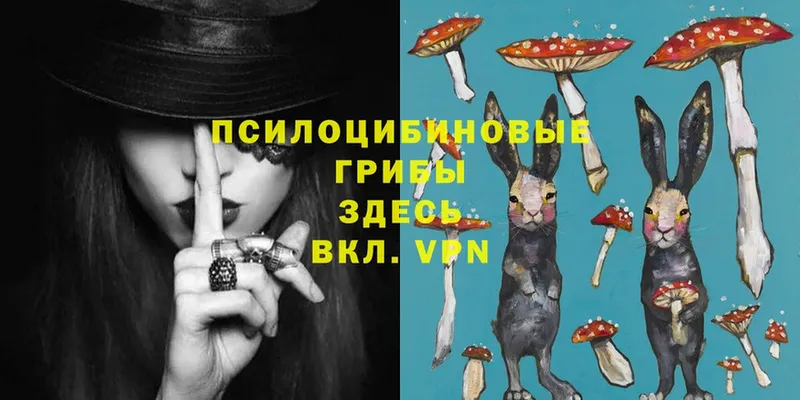 как найти   Дедовск  Галлюциногенные грибы MAGIC MUSHROOMS 